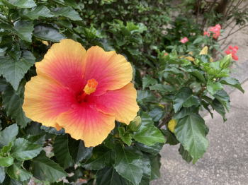 �����񍐎ʐ^